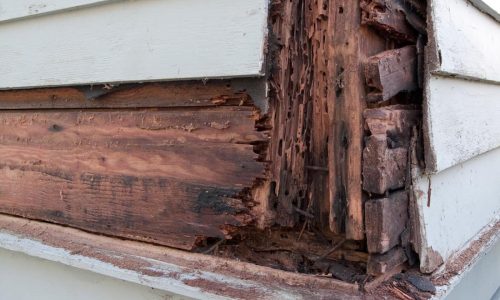 Termite-damage-and-wood-rot-showing-beneath-siding